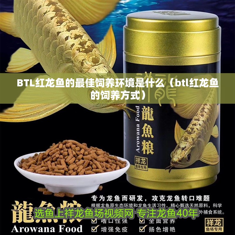BTL紅龍魚的最佳飼養環境是什么（btl紅龍魚的飼養方式）