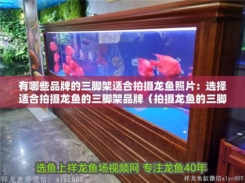 有哪些品牌的三腳架適合拍攝龍魚(yú)照片：選擇適合拍攝龍魚(yú)的三腳架品牌（拍攝龍魚(yú)的三腳架推薦）