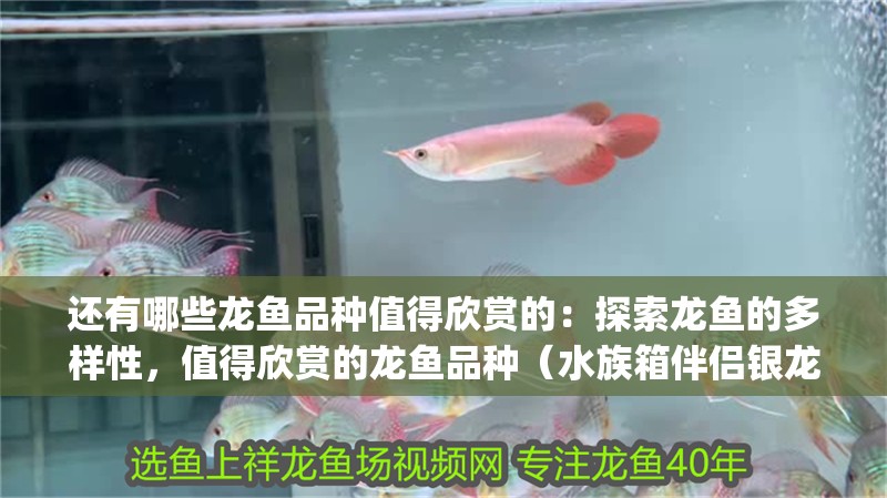 還有哪些龍魚品種值得欣賞的：探索龍魚的多樣性，值得欣賞的龍魚品種（水族箱伴侶銀龍魚（pearlloach））