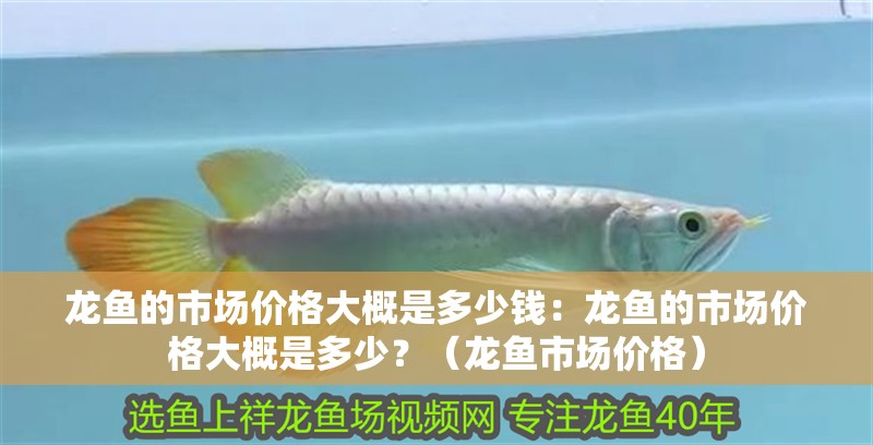 龍魚(yú)的市場(chǎng)價(jià)格大概是多少錢(qián)：龍魚(yú)的市場(chǎng)價(jià)格大概是多少？（龍魚(yú)市場(chǎng)價(jià)格）