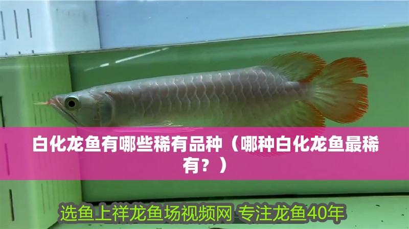 白化龍魚有哪些稀有品種（哪種白化龍魚最稀有？）