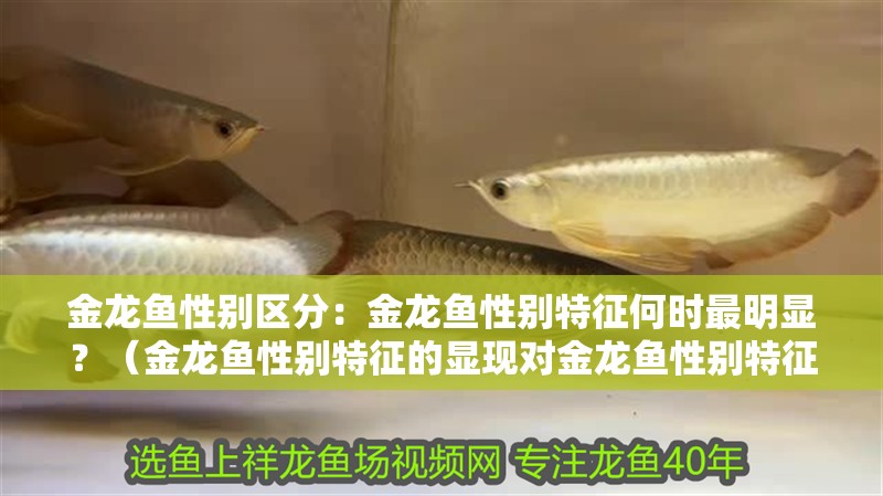 金龍魚性別區分：金龍魚性別特征何時最明顯？（金龍魚性別特征的顯現對金龍魚性別特征的顯現在以下幾個階段）