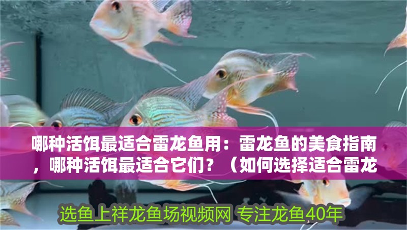 哪種活餌最適合雷龍魚用：雷龍魚的美食指南，哪種活餌最適合它們？（如何選擇適合雷龍魚的活餌）