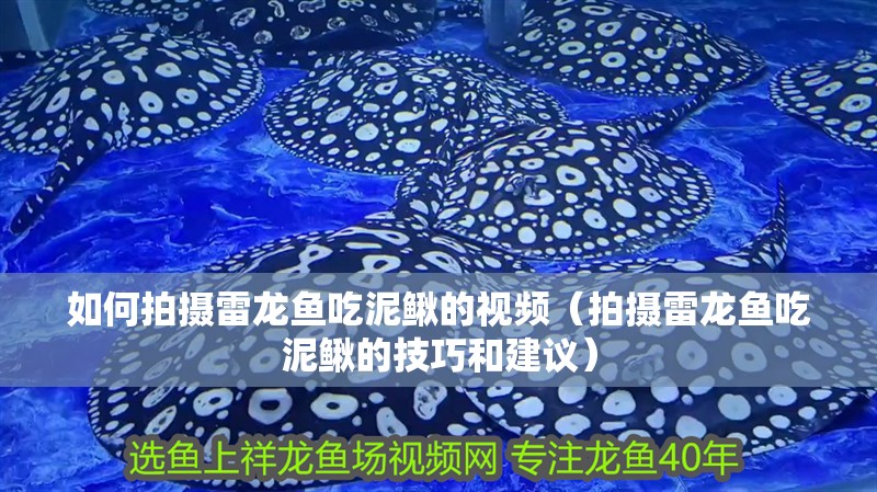 如何拍攝雷龍魚吃泥鰍的視頻（拍攝雷龍魚吃泥鰍的技巧和建議） 如何拍攝雷龍魚吃泥鰍的視頻（拍攝雷龍魚吃泥鰍的技巧和建議） 龍魚百科