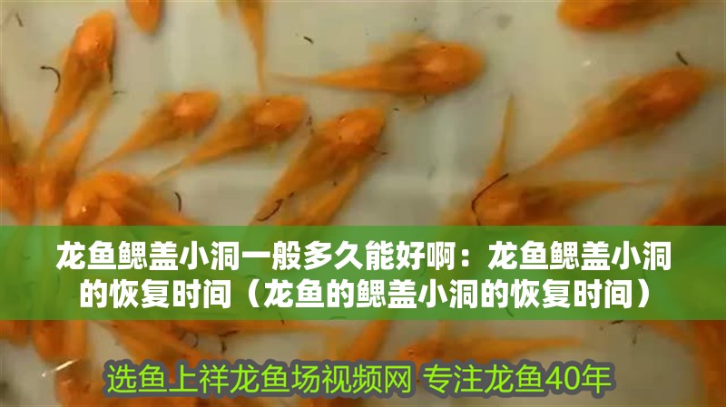 龍魚鰓蓋小洞一般多久能好?。糊堲~鰓蓋小洞的恢復時間（龍魚的鰓蓋小洞的恢復時間）
