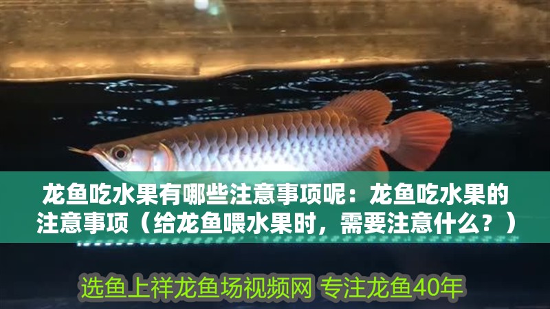 龍魚吃水果有哪些注意事項呢：龍魚吃水果的注意事項（給龍魚喂水果時，需要注意什么？）