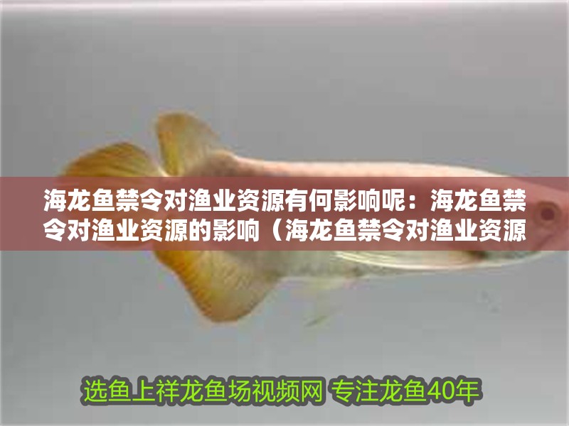 海龍魚禁令對(duì)漁業(yè)資源有何影響呢：海龍魚禁令對(duì)漁業(yè)資源的影響（海龍魚禁令對(duì)漁業(yè)資源的影響）