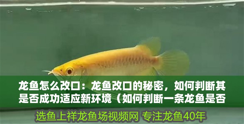 龍魚怎么改口：龍魚改口的秘密，如何判斷其是否成功適應新環境（如何判斷一條龍魚是否已經成功改口）