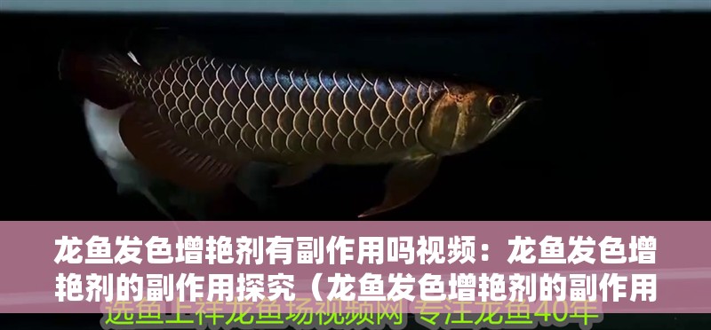 龍魚發色增艷劑有副作用嗎視頻：龍魚發色增艷劑的副作用探究（龍魚發色增艷劑的副作用）