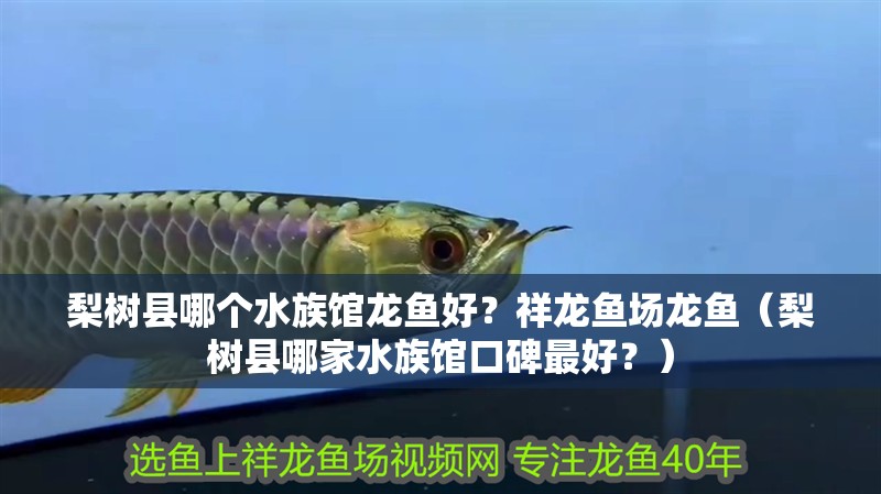 梨樹縣哪個水族館龍魚好？祥龍魚場龍魚（梨樹縣哪家水族館口碑最好？）