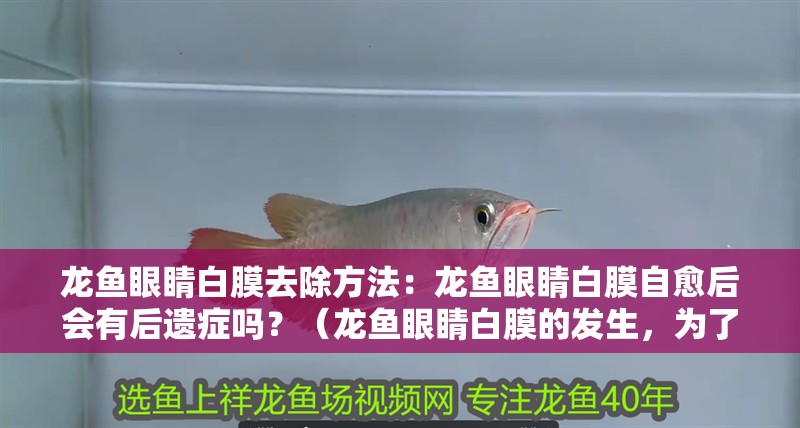 龍魚眼睛白膜去除方法：龍魚眼睛白膜自愈后會有后遺癥嗎？（龍魚眼睛白膜的發生，為了預防龍魚眼睛白膜自愈后會有后遺癥）