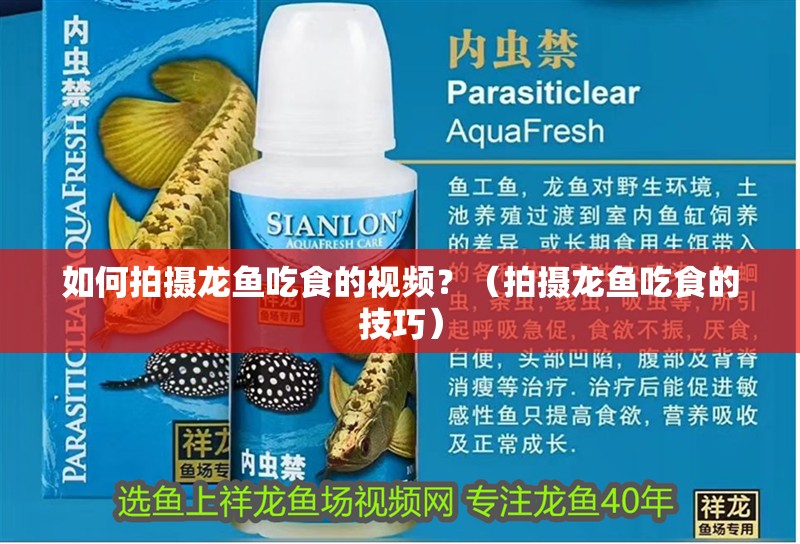 如何拍攝龍魚吃食的視頻？（拍攝龍魚吃食的技巧）
