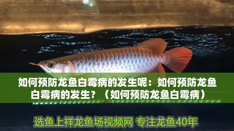 如何預(yù)防龍魚白霉病的發(fā)生呢：如何預(yù)防龍魚白霉病的發(fā)生？（如何預(yù)防龍魚白霉病）