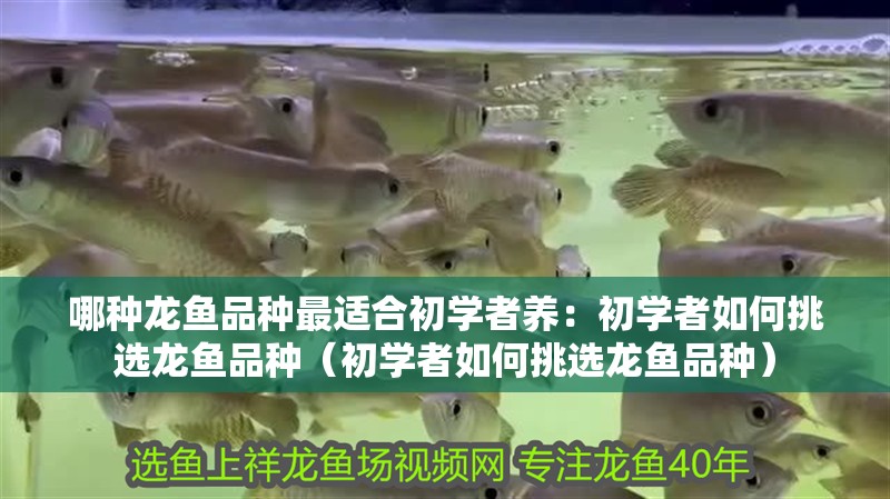哪種龍魚品種最適合初學者養：初學者如何挑選龍魚品種（初學者如何挑選龍魚品種）