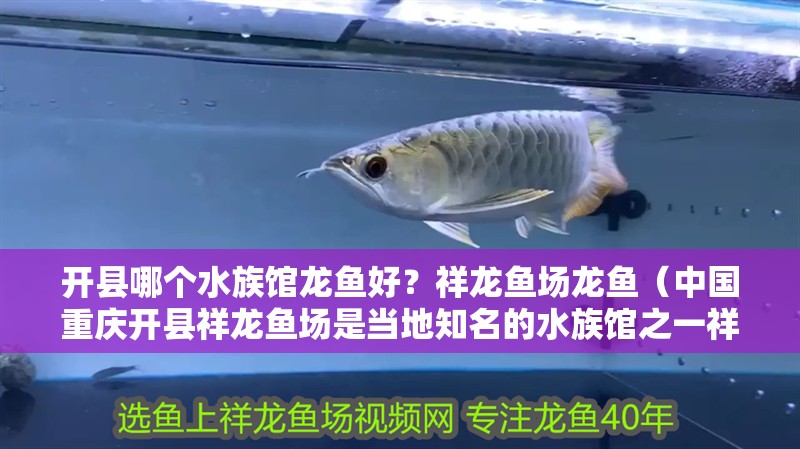 開縣哪個水族館龍魚好？祥龍魚場龍魚（中國重慶開縣祥龍魚場是當地知名的水族館之一祥龍魚場）
