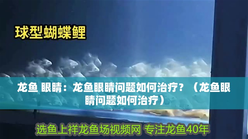 龍魚 眼睛：龍魚眼睛問題如何治療？（龍魚眼睛問題如何治療）