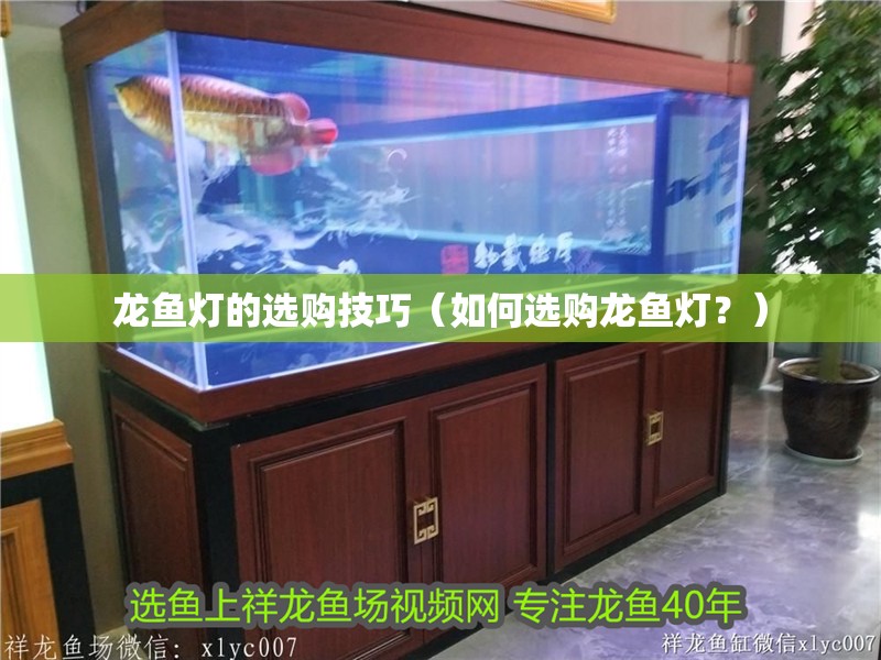 龍魚燈的選購技巧（如何選購龍魚燈？）