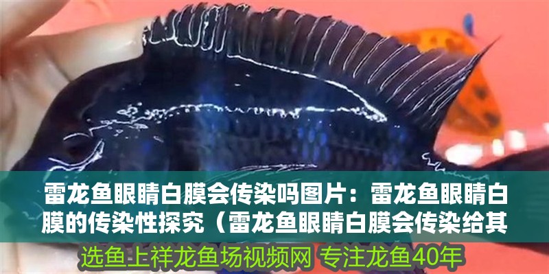 雷龍魚眼睛白膜會傳染嗎圖片：雷龍魚眼睛白膜的傳染性探究（雷龍魚眼睛白膜會傳染給其他魚類）
