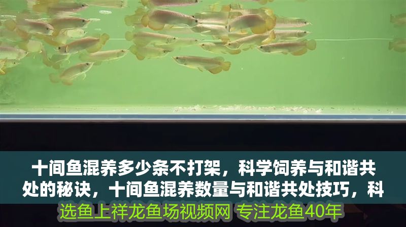 十間魚混養多少條不打架，科學飼養與和諧共處的秘訣，十間魚混養數量與和諧共處技巧，科學飼養防打架秘訣