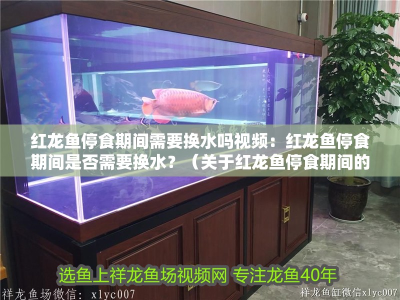 紅龍魚停食期間需要換水嗎視頻：紅龍魚停食期間是否需要換水？（關(guān)于紅龍魚停食期間的換水問題）