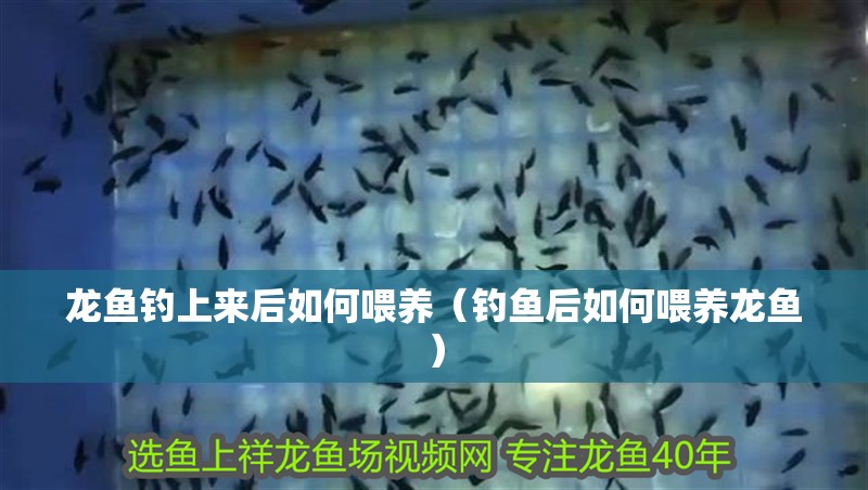 龍魚釣上來后如何喂養（釣魚后如何喂養龍魚）