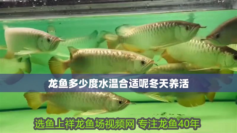 龍魚多少度水溫合適呢冬天養(yǎng)活