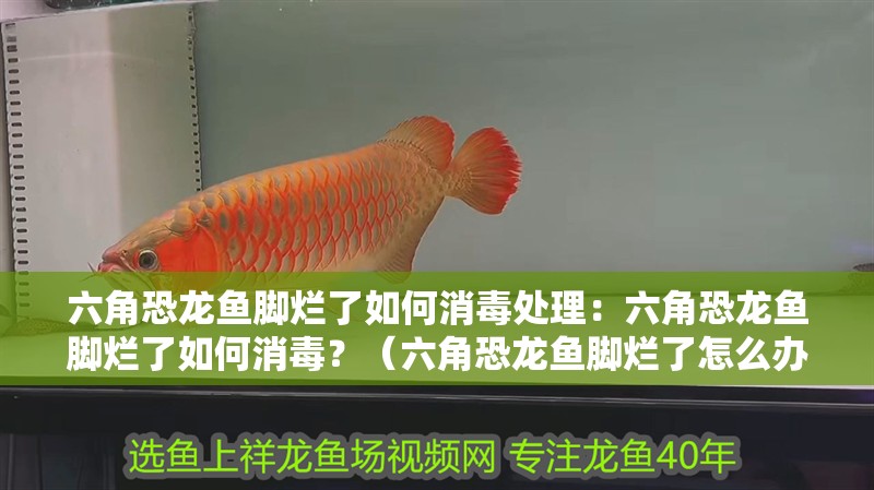 六角恐龍魚腳爛了如何消毒處理：六角恐龍魚腳爛了如何消毒？（六角恐龍魚腳爛了怎么辦）