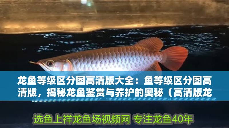 龍魚等級區(qū)分圖高清版大全：魚等級區(qū)分圖高清版，揭秘龍魚鑒賞與養(yǎng)護的奧秘（高清版龍魚等級區(qū)分圖）