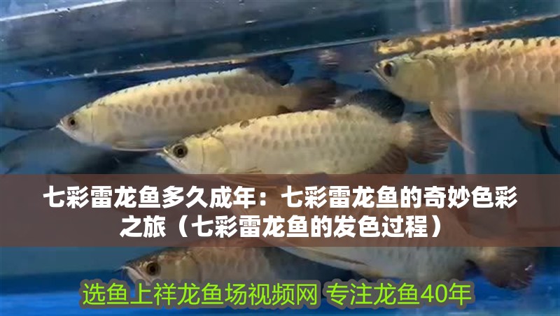 七彩雷龍魚多久成年：七彩雷龍魚的奇妙色彩之旅（七彩雷龍魚的發色過程） 七彩雷龍魚多久成年：七彩雷龍魚的奇妙色彩之旅（七彩雷龍魚的發色過程） 水族問答