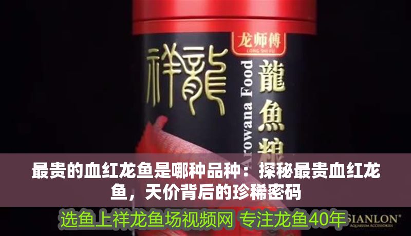 最貴的血紅龍魚是哪種品種：探秘最貴血紅龍魚，天價背后的珍稀密碼