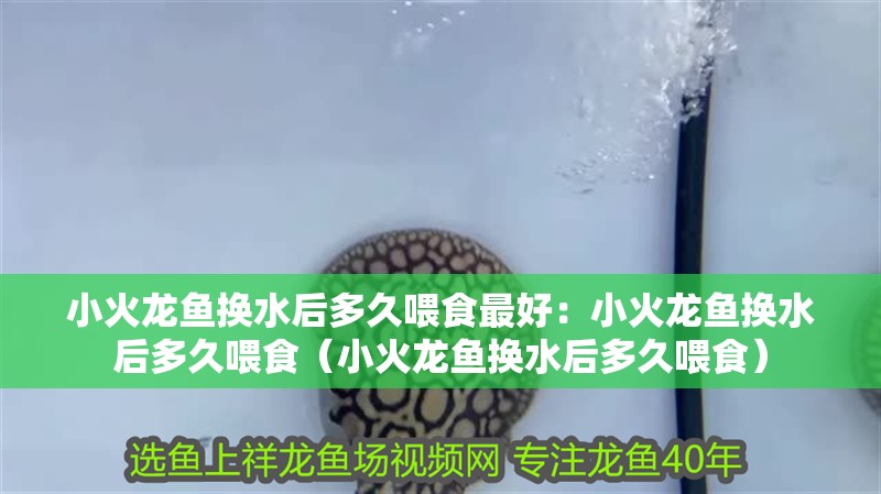 小火龍魚換水后多久喂食最好：小火龍魚換水后多久喂食（小火龍魚換水后多久喂食）