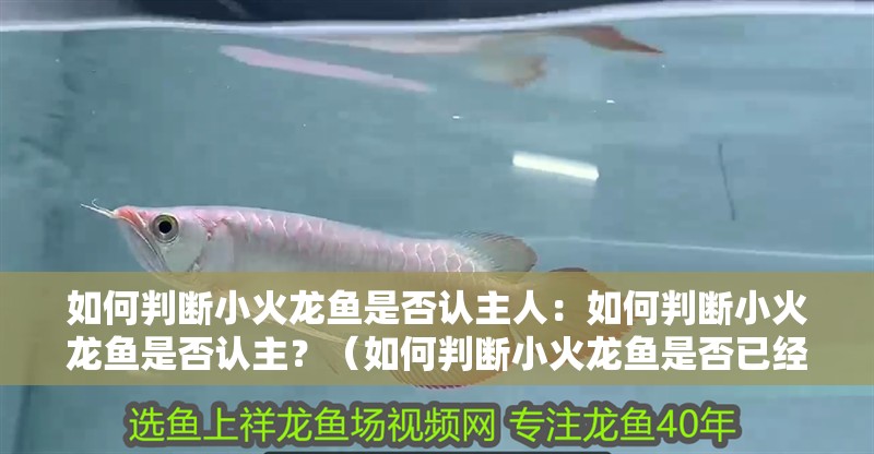 如何判斷小火龍魚是否認主人：如何判斷小火龍魚是否認主？（如何判斷小火龍魚是否已經接受了主人并愿意與之互動）