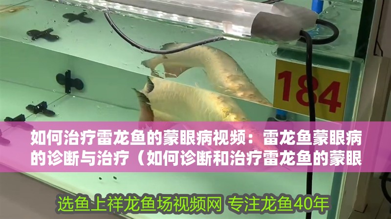 如何治療雷龍魚的蒙眼病視頻：雷龍魚蒙眼病的診斷與治療（如何診斷和治療雷龍魚的蒙眼病）