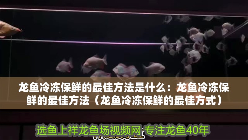 龍魚冷凍保鮮的最佳方法是什么：龍魚冷凍保鮮的最佳方法（龍魚冷凍保鮮的最佳方式）