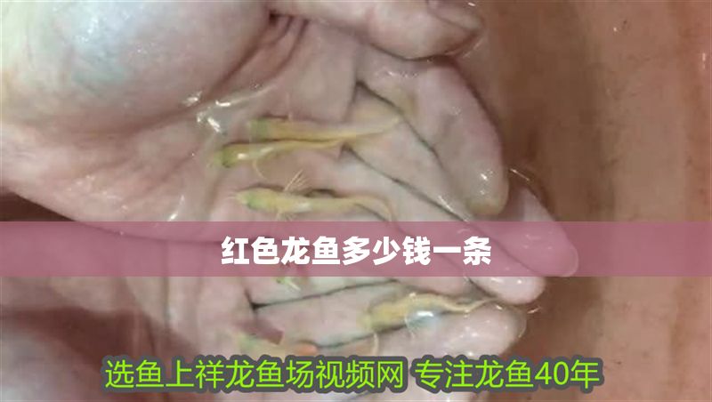 紅色龍魚多少錢一條