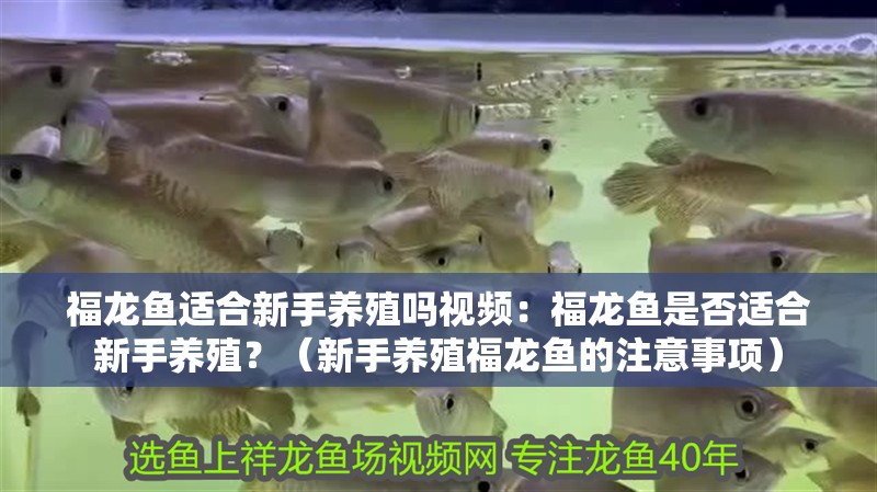 福龍魚適合新手養殖嗎視頻：福龍魚是否適合新手養殖？（新手養殖福龍魚的注意事項）