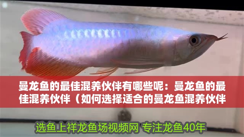曼龍魚的最佳混養伙伴有哪些呢：曼龍魚的最佳混養伙伴（如何選擇適合的曼龍魚混養伙伴）