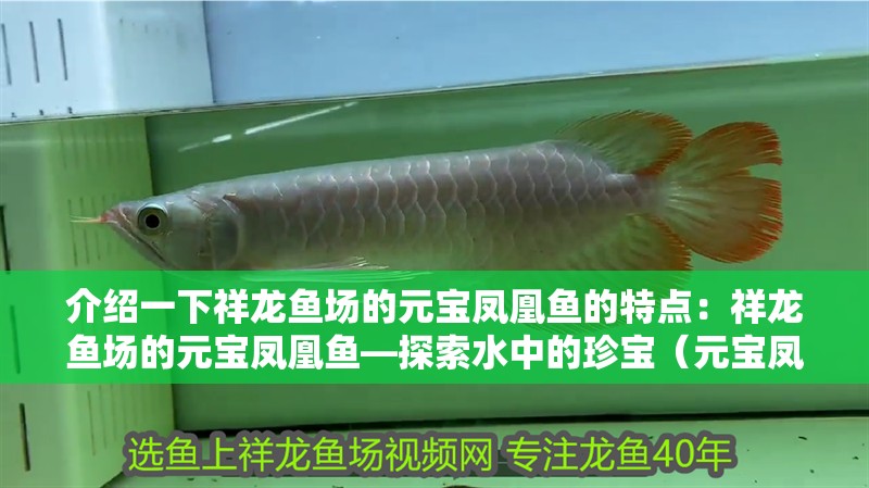 介紹一下祥龍魚場的元寶鳳凰魚的特點：祥龍魚場的元寶鳳凰魚—探索水中的珍寶（元寶鳳凰魚是水族愛好者爭相收藏的對象）