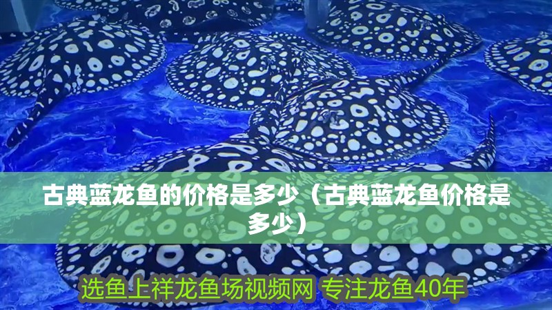 古典藍龍魚的價格是多少（古典藍龍魚價格是多少） 古典藍龍魚的價格是多少（古典藍龍魚價格是多少） 龍魚百科