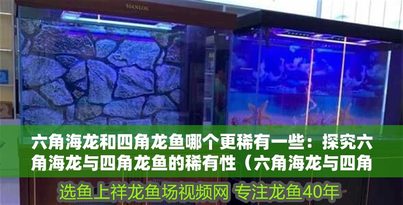 六角海龍和四角龍魚哪個更稀有一些：探究六角海龍與四角龍魚的稀有性（六角海龍與四角龍魚的區別）