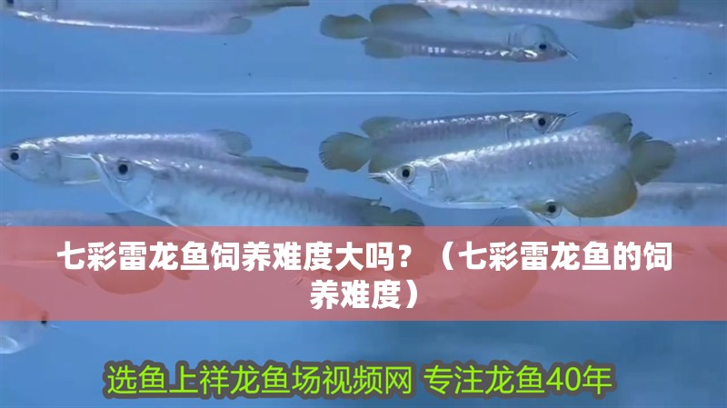 七彩雷龍魚飼養難度大嗎？（七彩雷龍魚的飼養難度）