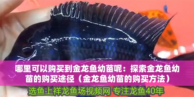 哪里可以購買到金龍魚幼苗呢：探索金龍魚幼苗的購買途徑（金龍魚幼苗的購買方法）