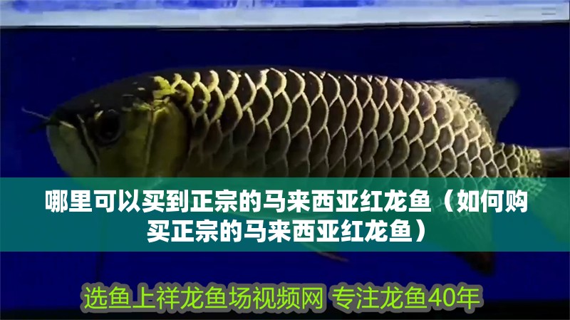 哪里可以買到正宗的馬來西亞紅龍魚（如何購買正宗的馬來西亞紅龍魚）