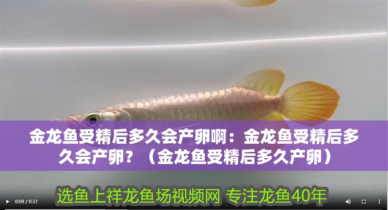 金龍魚受精后多久會產卵啊：金龍魚受精后多久會產卵？（金龍魚受精后多久產卵）