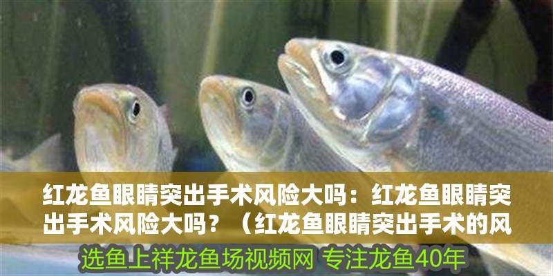 紅龍魚眼睛突出手術風險大嗎：紅龍魚眼睛突出手術風險大嗎？（紅龍魚眼睛突出手術的風險）