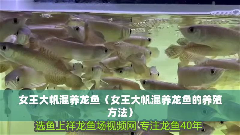女王大帆混養龍魚（女王大帆混養龍魚的養殖方法）