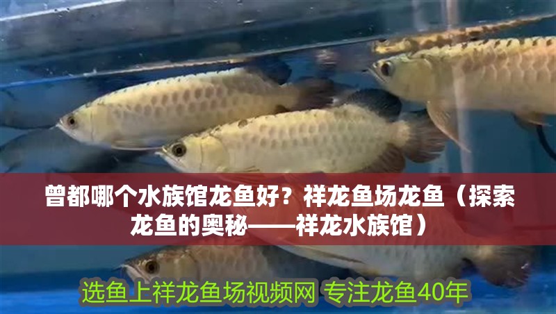 曾都哪個水族館龍魚好？祥龍魚場龍魚（探索龍魚的奧秘——祥龍水族館）