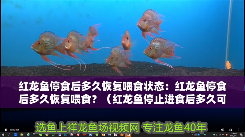 紅龍魚停食后多久恢復喂食狀態：紅龍魚停食后多久恢復喂食？（紅龍魚停止進食后多久可以恢復喂食）