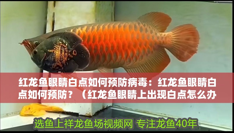 紅龍魚眼睛白點(diǎn)如何預(yù)防病毒：紅龍魚眼睛白點(diǎn)如何預(yù)防？（紅龍魚眼睛上出現(xiàn)白點(diǎn)怎么辦）