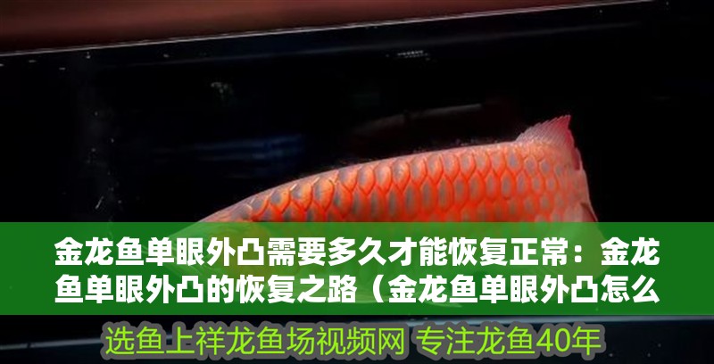 金龍魚單眼外凸需要多久才能恢復正常：金龍魚單眼外凸的恢復之路（金龍魚單眼外凸怎么辦）